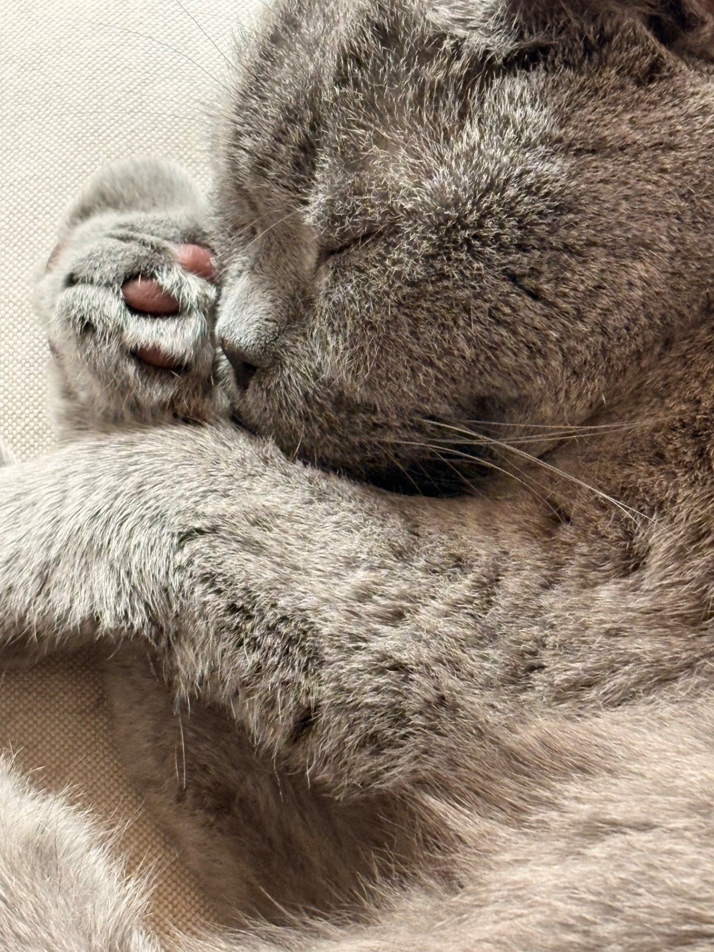 Das ist mein Kater Benno.